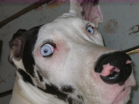mosquito repellent great dane grits mosquito repellent great dane grits